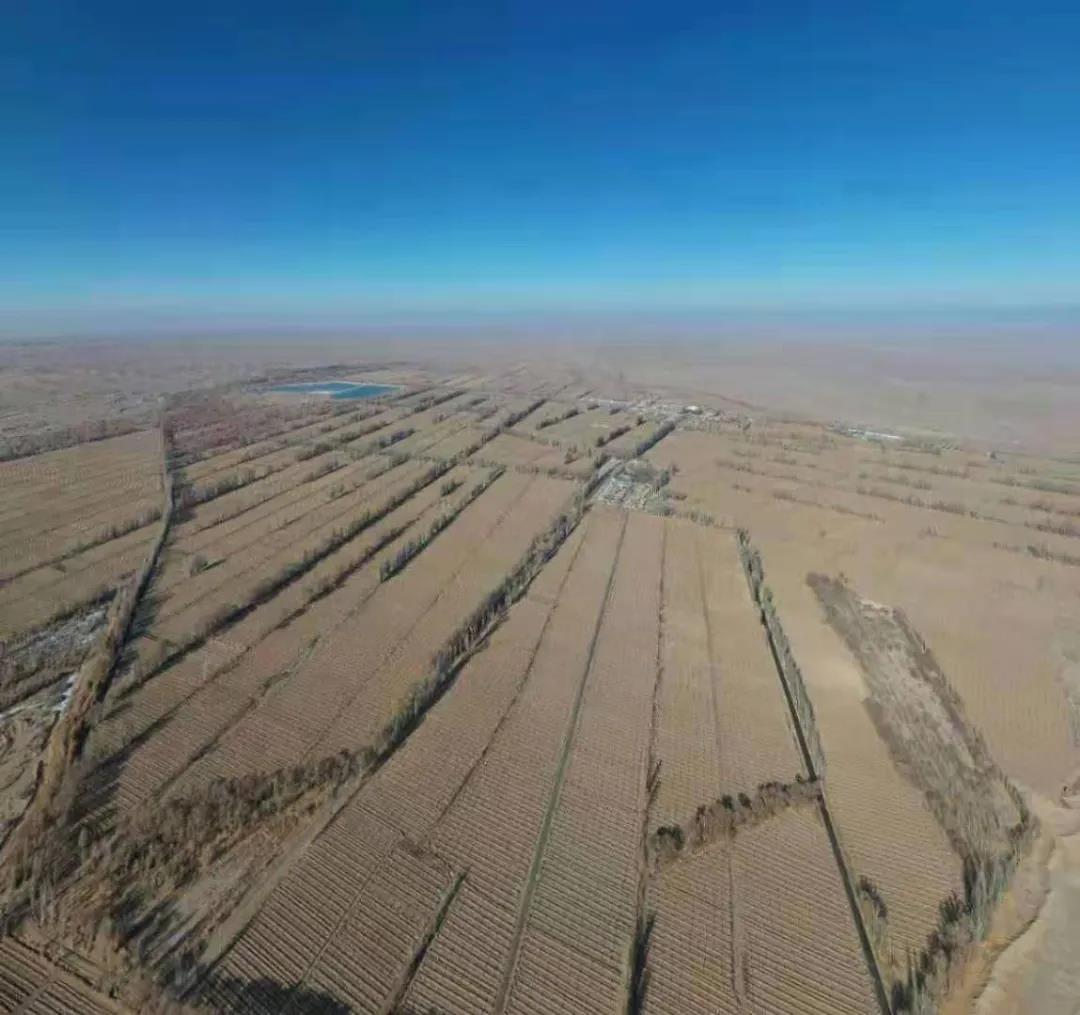 万亩防护林被毁沙漠逼近敦煌，是谁在制造这场生态灾难？ 